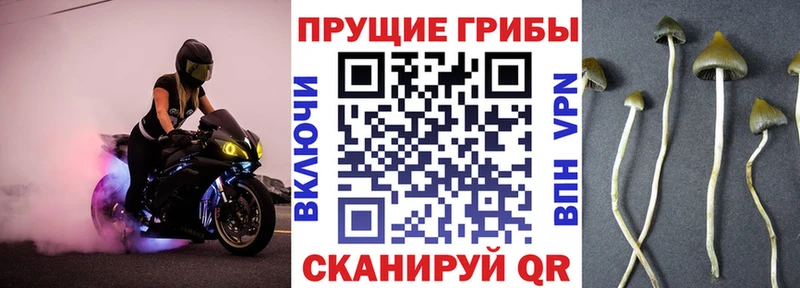 Купить где  Бийск  Псилоцибиновые грибы ЛСД 